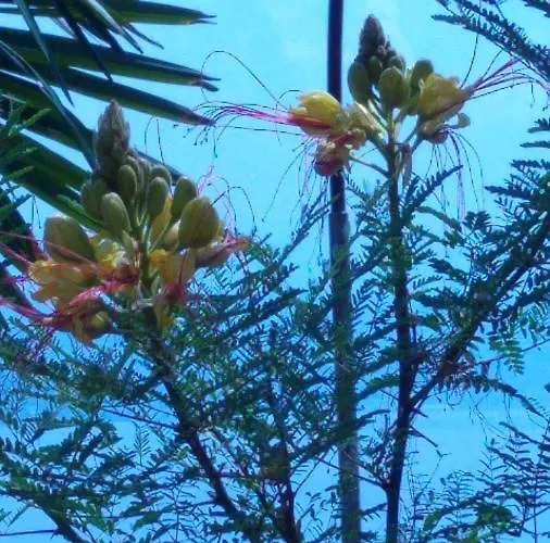 Valentina Apartament *