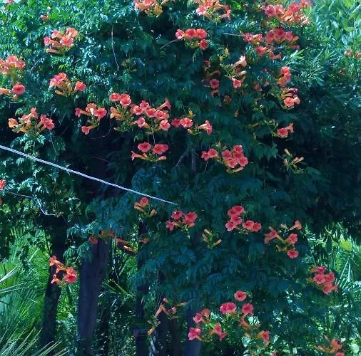 Valentina * Опатия